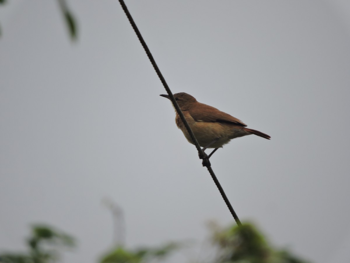 Rufous Hornero - ML645943138