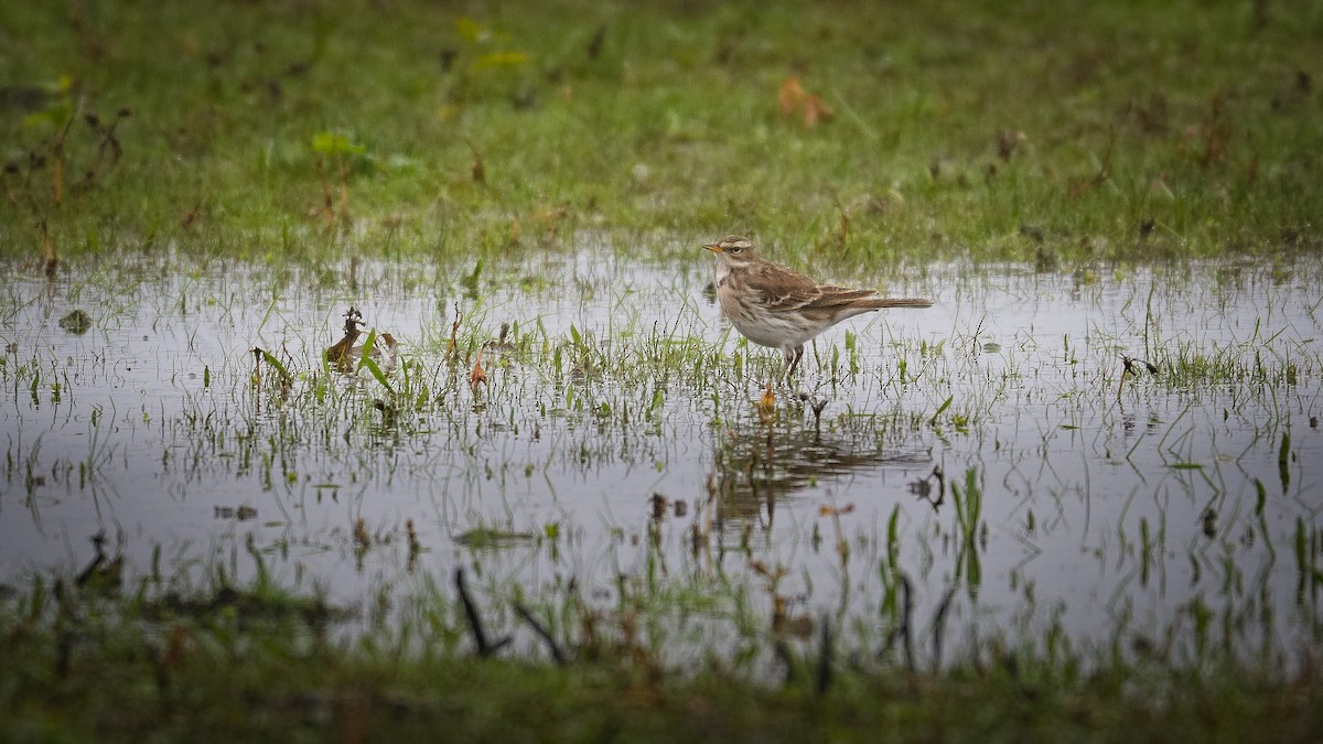 Water Pipit - ML645943139