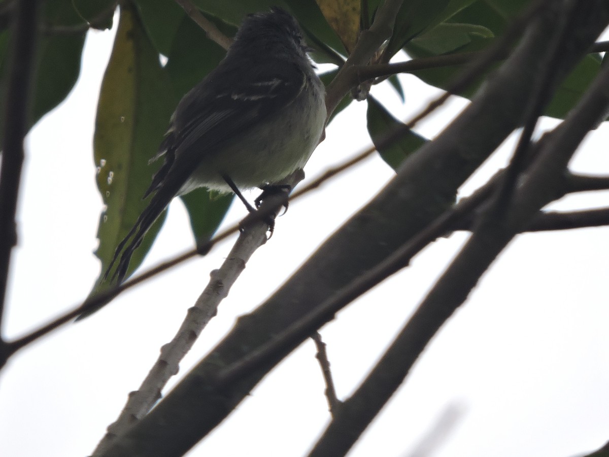 White-crested Tyrannulet - ML645943141