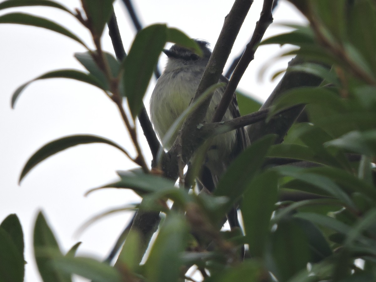 White-crested Tyrannulet - ML645943142