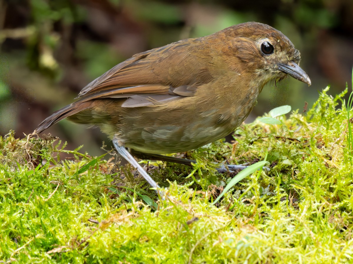 Brown-banded Antpitta - ML645943146