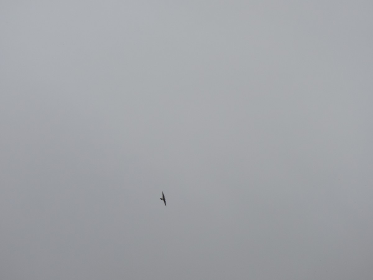 Brown-chested Martin - ML645943147