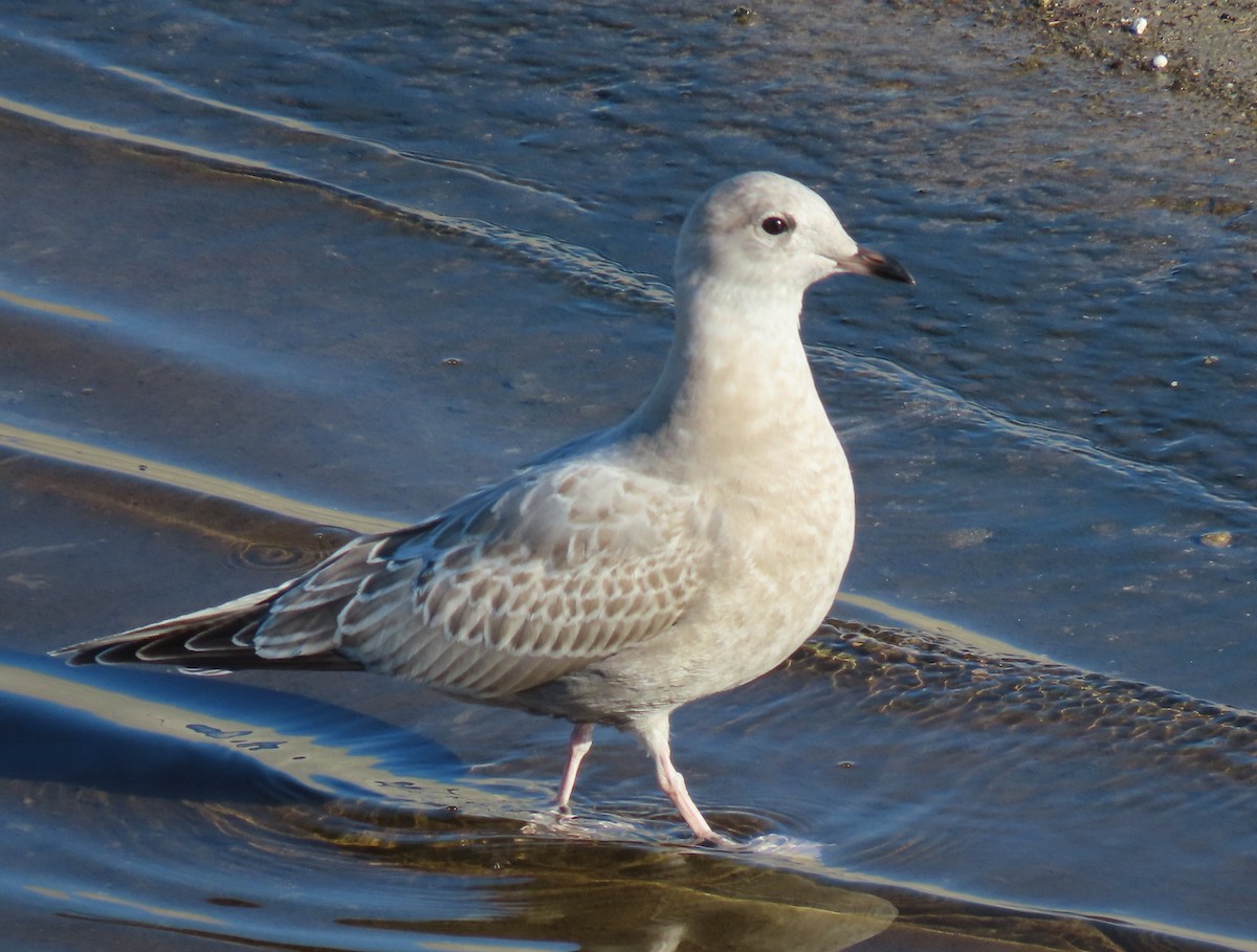 Short-billed Gull - ML645943148