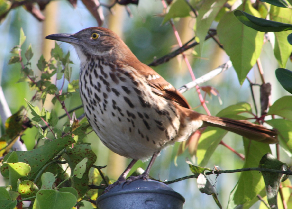 דשוש חום - ML645943151