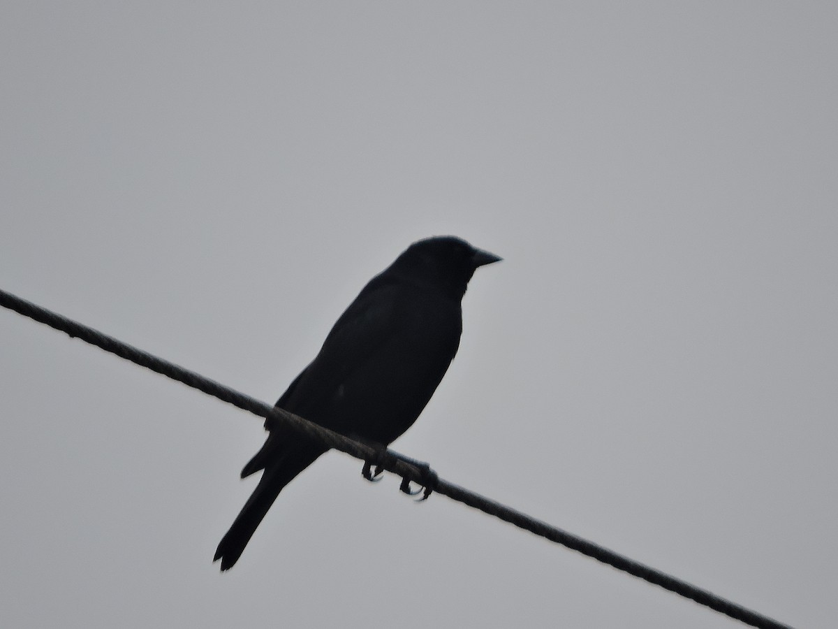 Shiny Cowbird - ML645943159