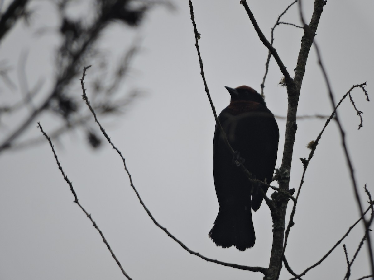 Chestnut-capped Blackbird - ML645943164