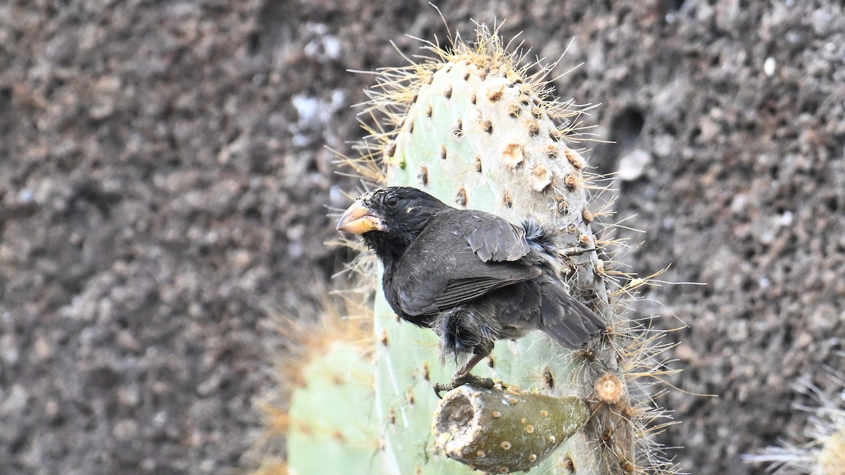 Genovesa Cactus-Finch - ML645943171