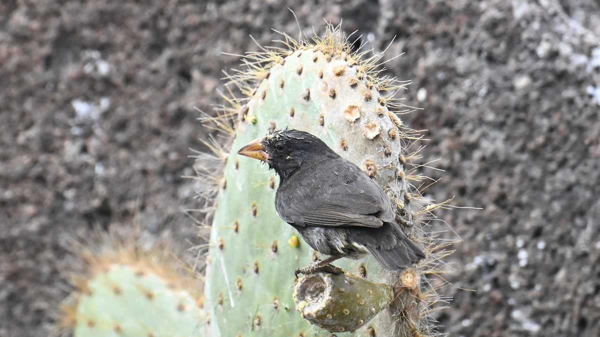 Genovesa Cactus-Finch - ML645943177