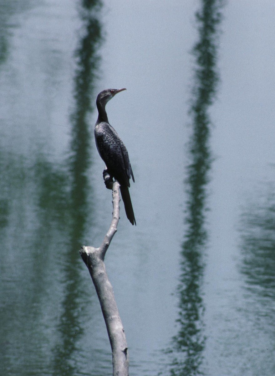 Uzun Kuyruklu Karabatak - ML645943179