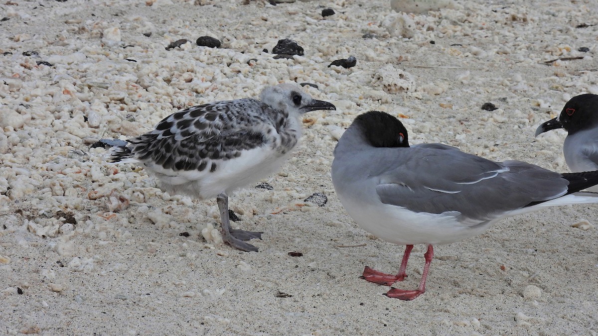 Swallow-tailed Gull - ML645943195
