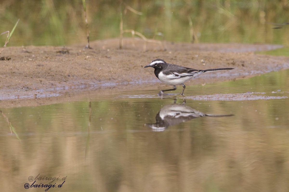 Bergeronnette indienne - ML645943203