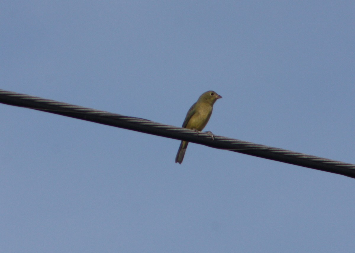 Painted Bunting - ML645943204