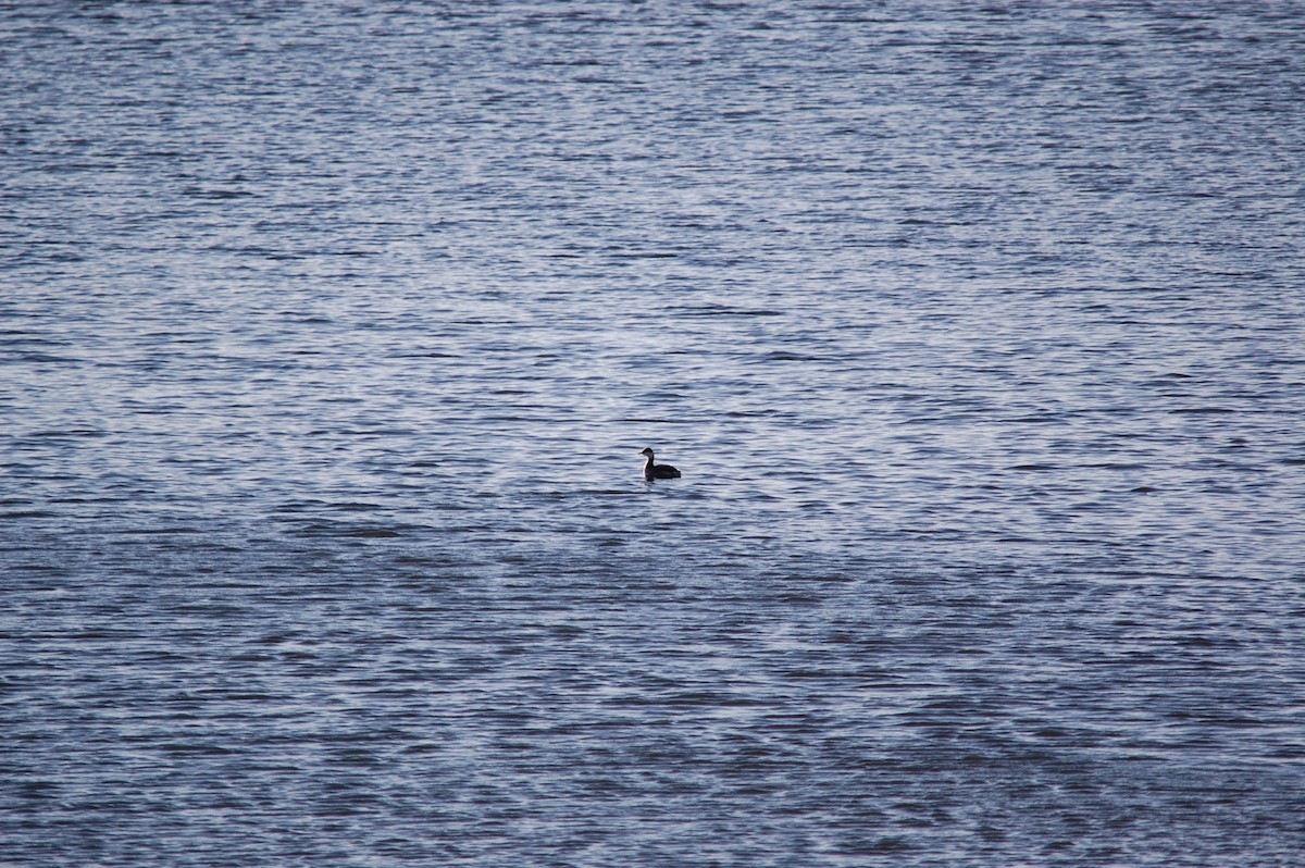 Horned Grebe - ML645943206