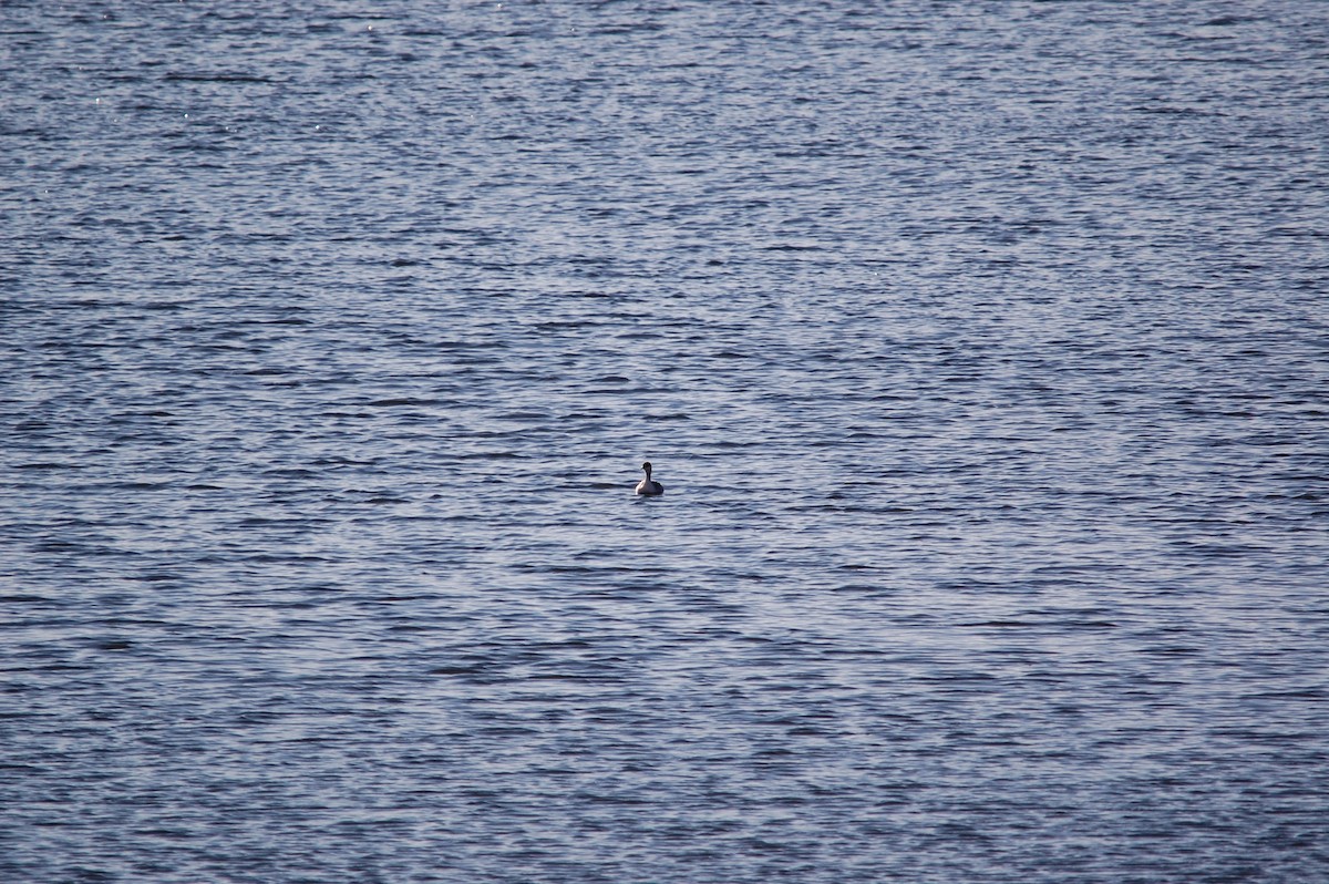 Horned Grebe - ML645943207