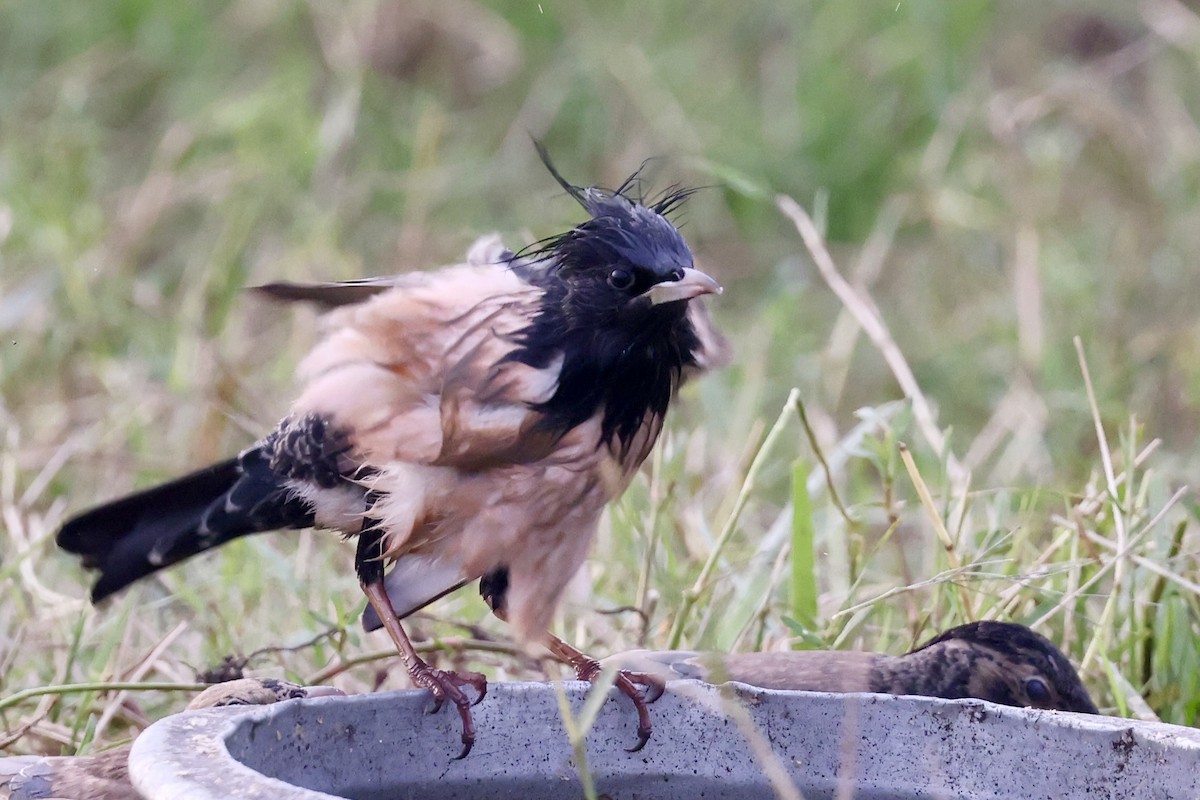 Rosy Starling - ML645943219