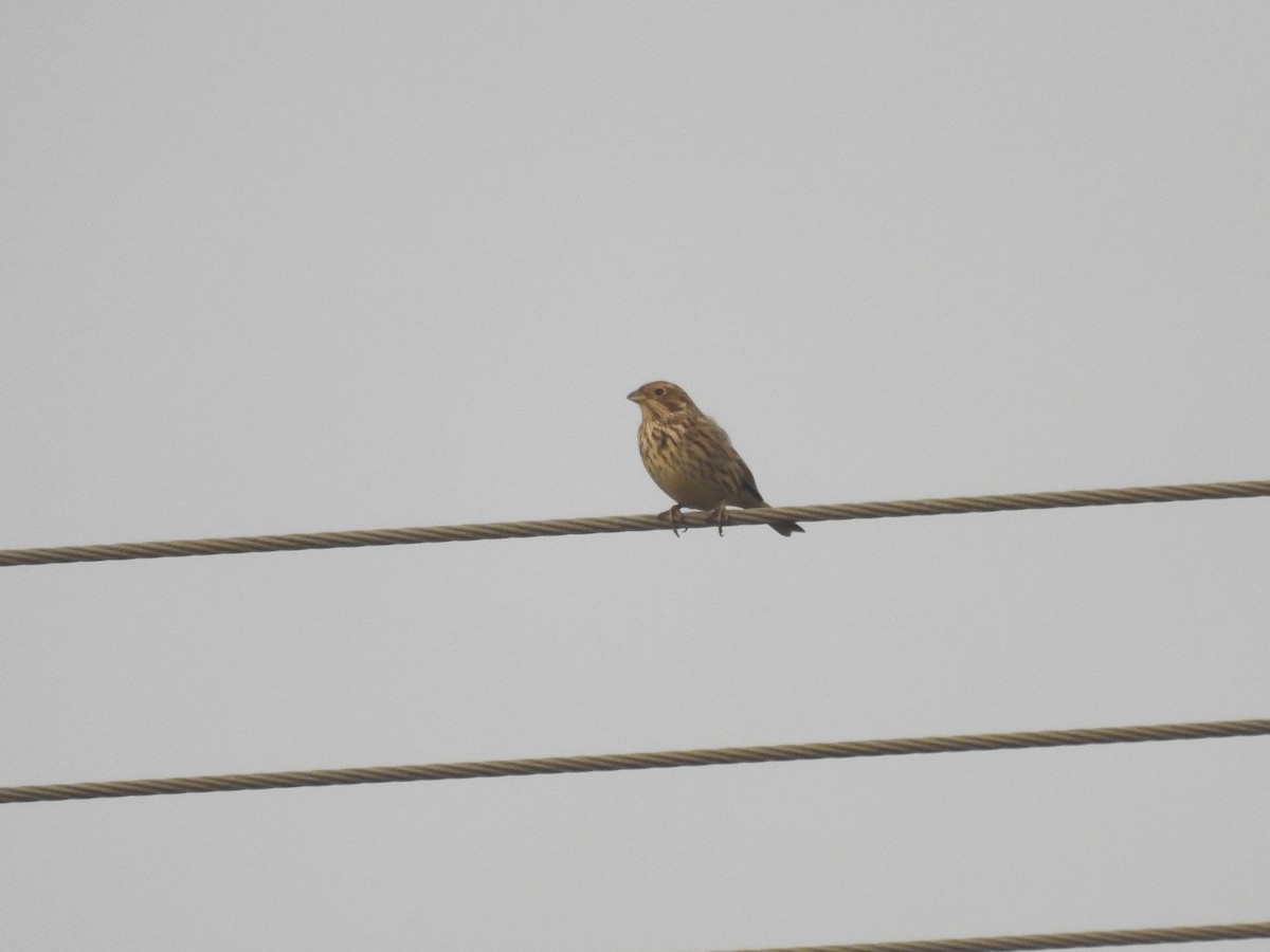 Corn Bunting - ML645943223