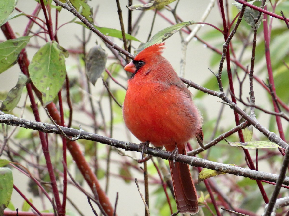 Northern Cardinal - ML645943229