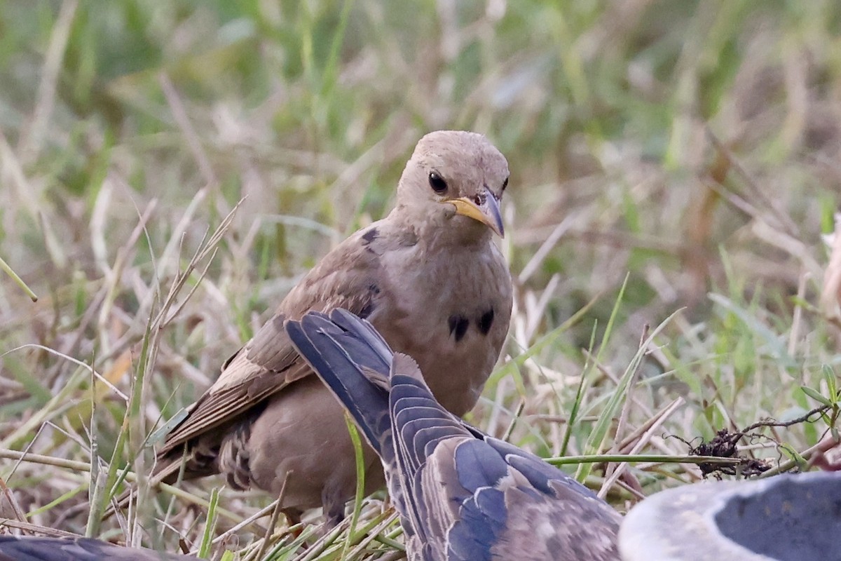Rosy Starling - ML645943233