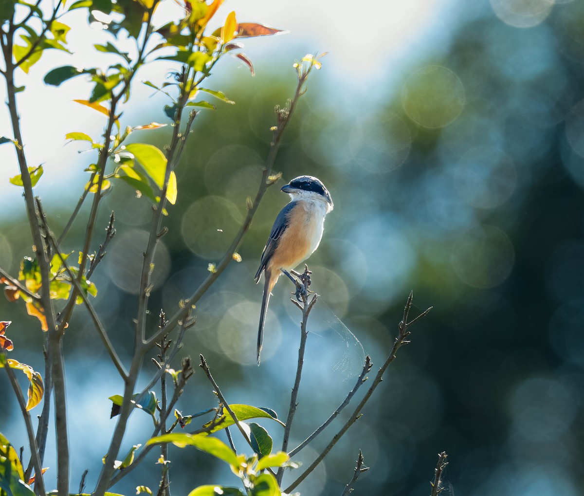Gray-backed Shrike - ML645943236