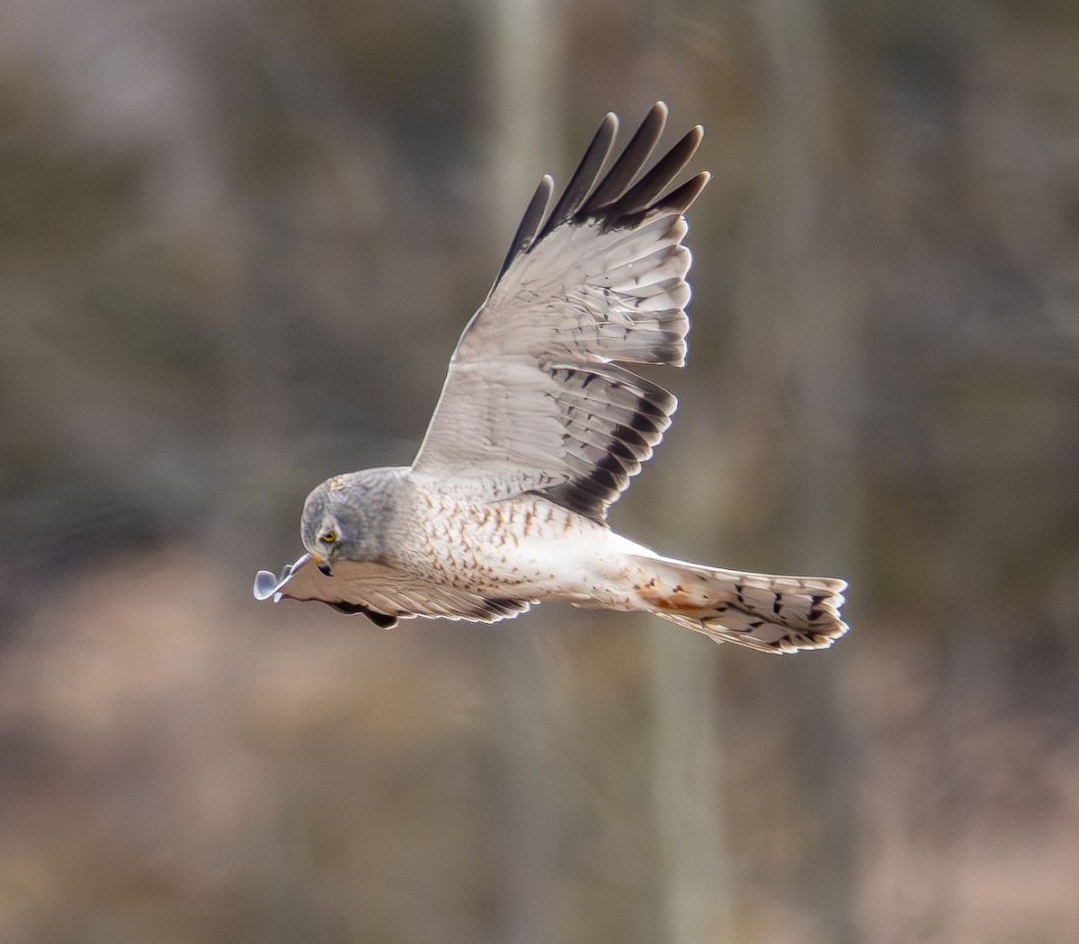 Northern Harrier - ML645943237