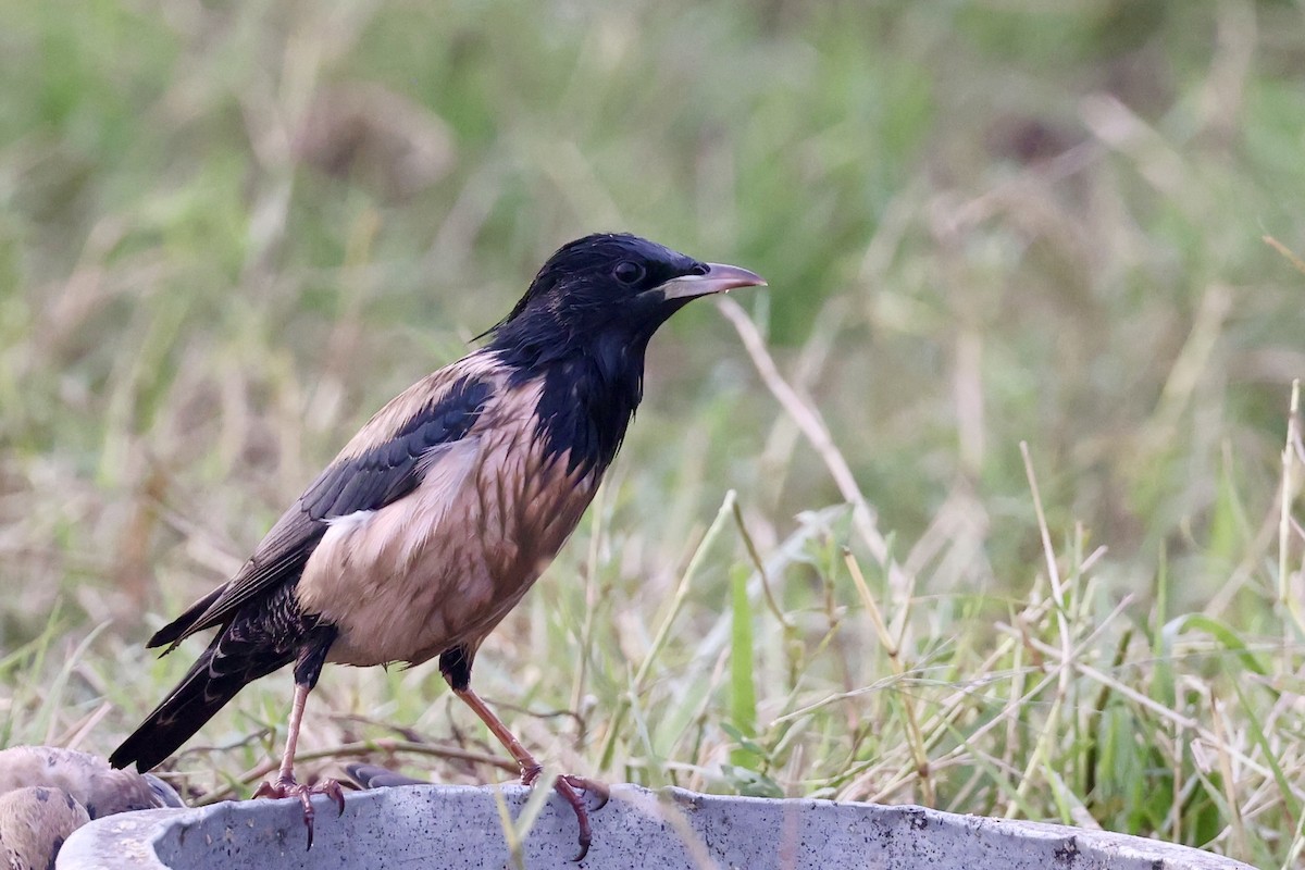 Rosy Starling - ML645943246