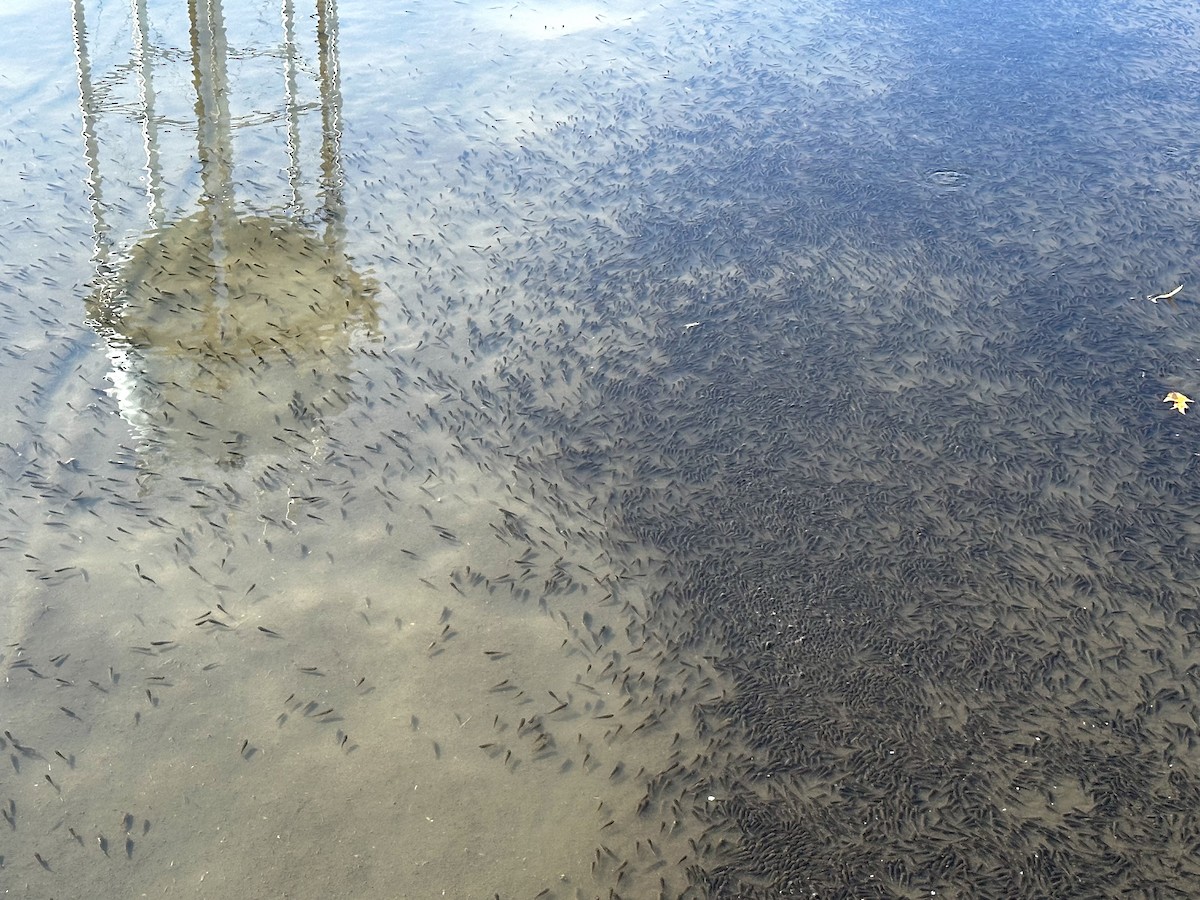 Ray-finned Fishes - ML645943249