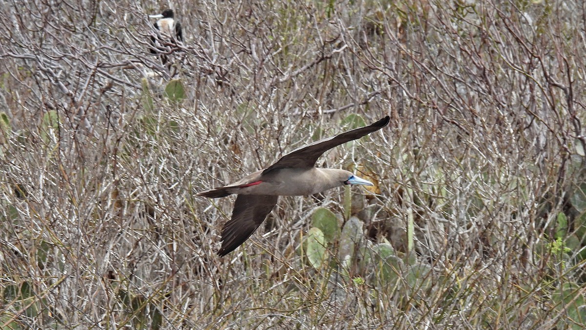 Сула червононога - ML645943252