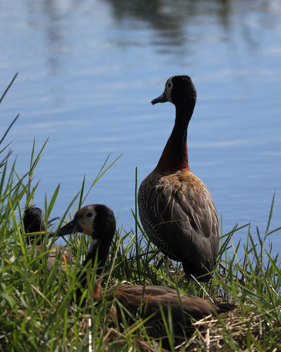 White-faced Whistling-Duck - ML645943253