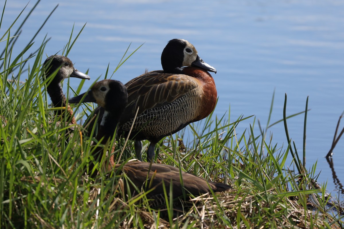 White-faced Whistling-Duck - ML645943254