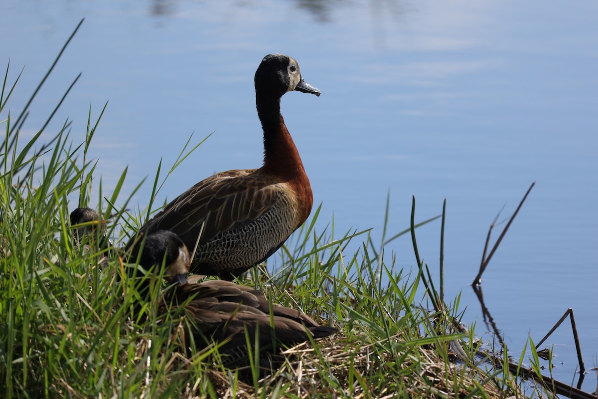 White-faced Whistling-Duck - ML645943255