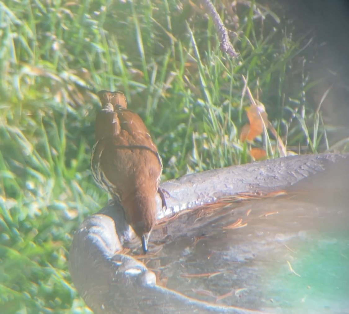 Brown Thrasher - ML645943258