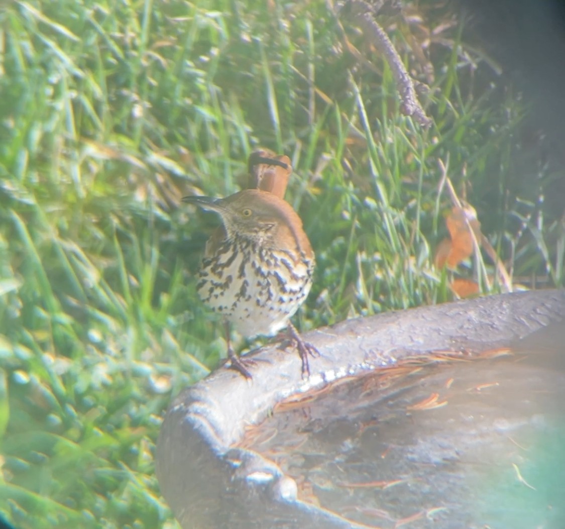 Brown Thrasher - ML645943259