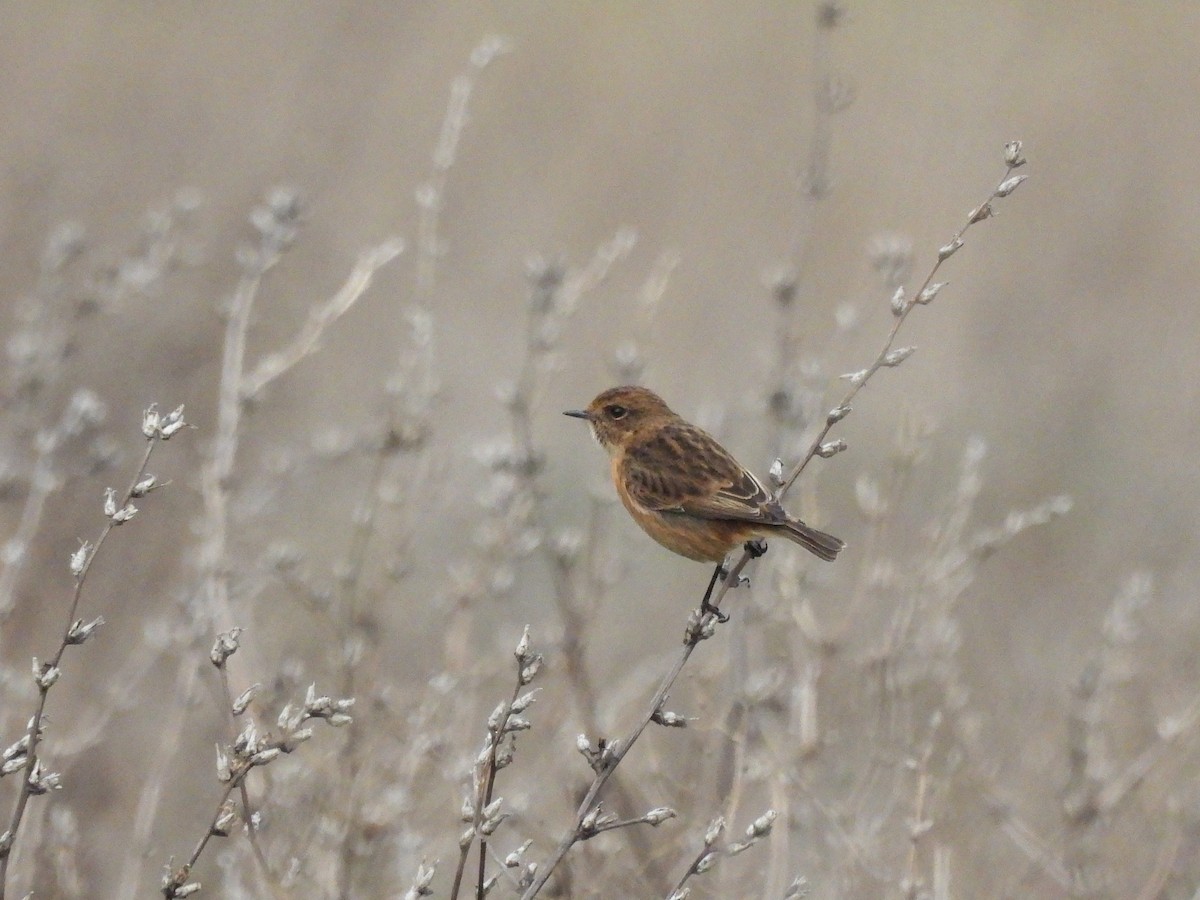 European Stonechat - ML645943261