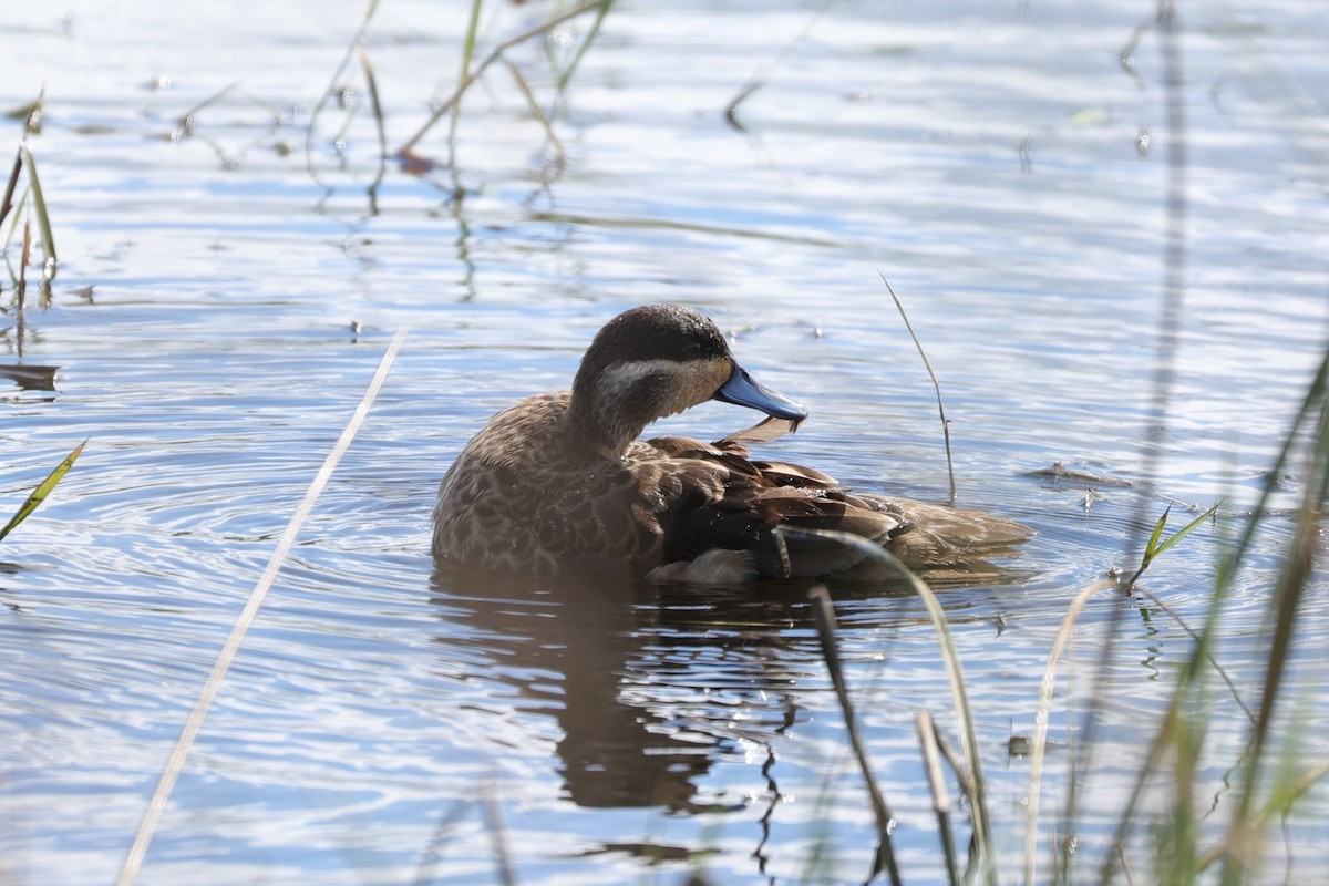 Blue-billed Teal - ML645943263