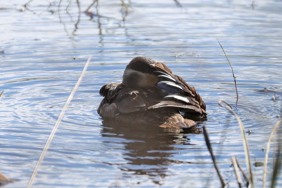 Blue-billed Teal - ML645943274