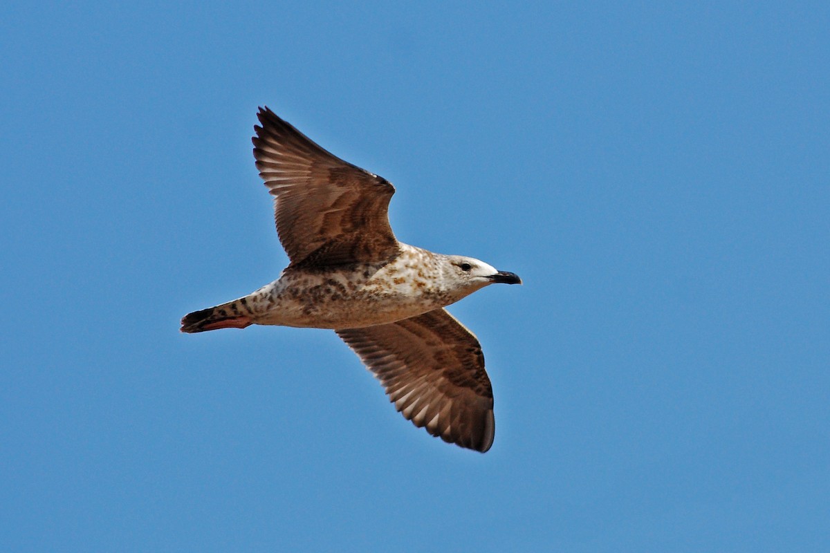 Zafferano (heuglini) - ML645943275