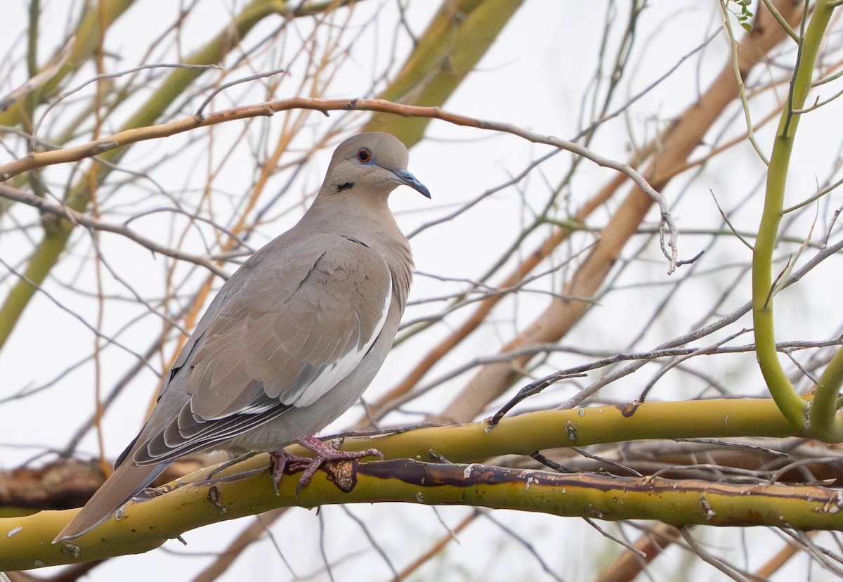 White-winged Dove - ML645943280