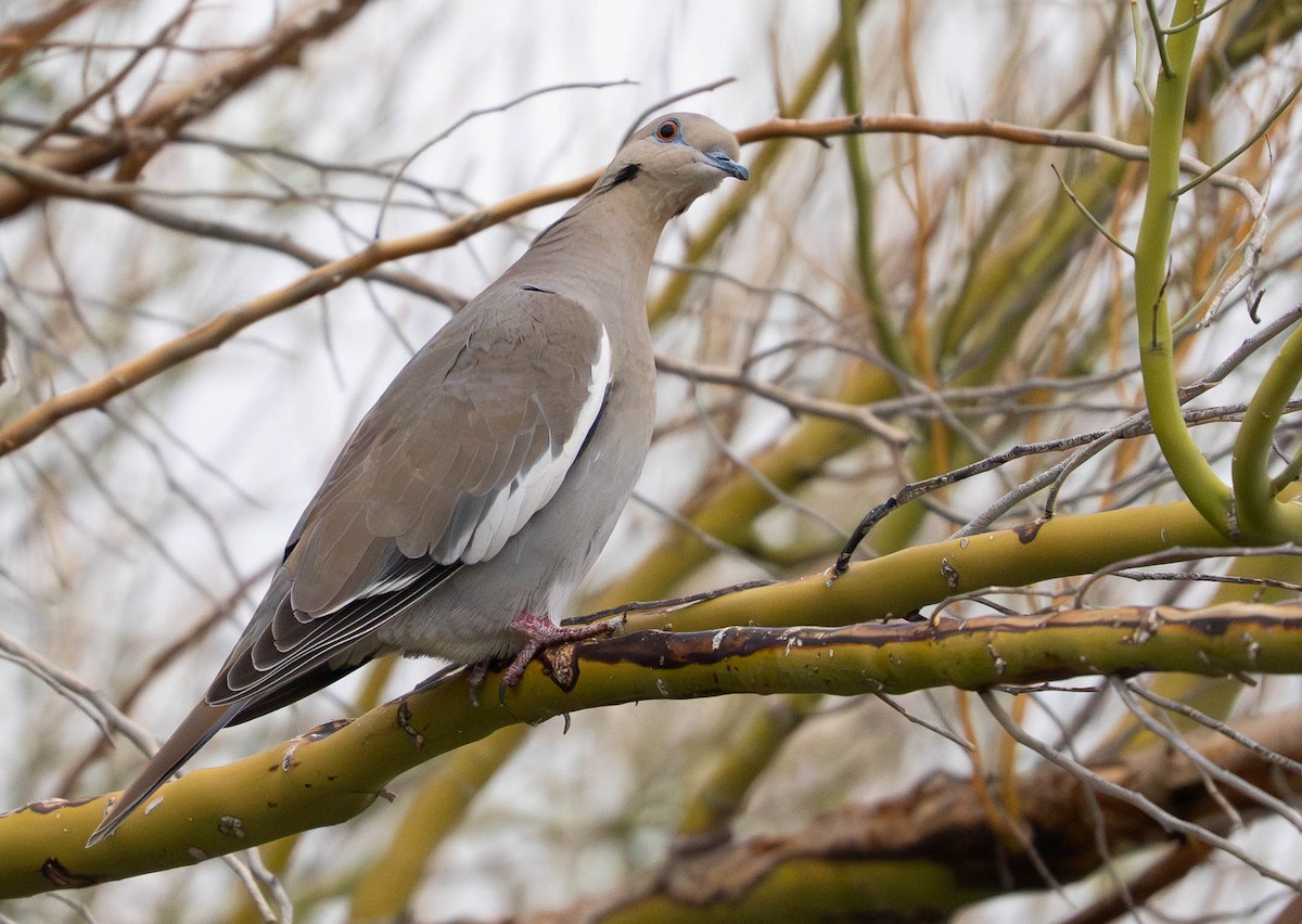 White-winged Dove - ML645943281