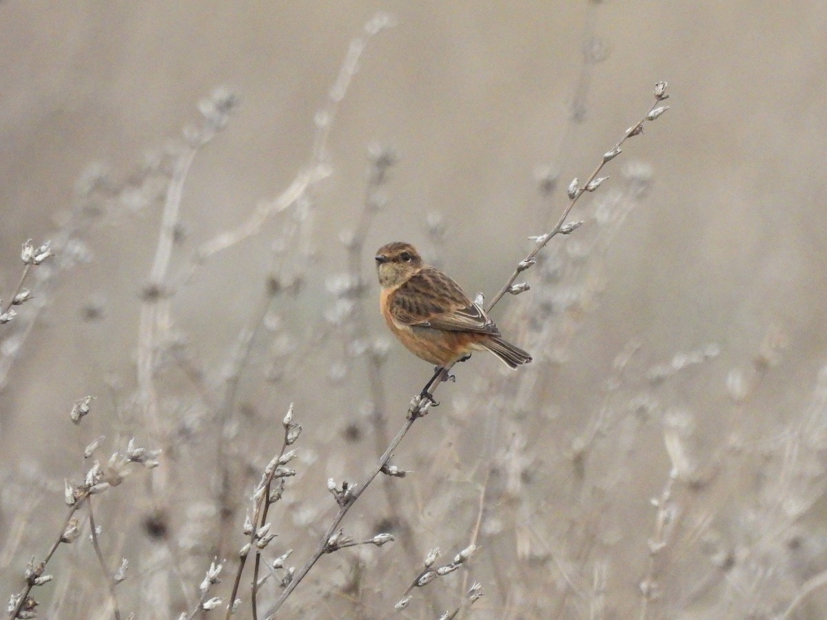 European Stonechat - ML645943282