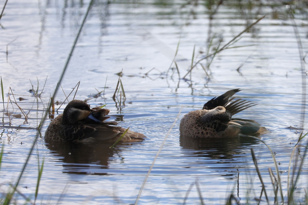 Blue-billed Teal - ML645943283