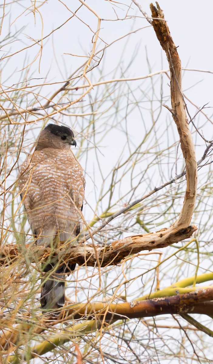 Cooper's Hawk - ML645943288