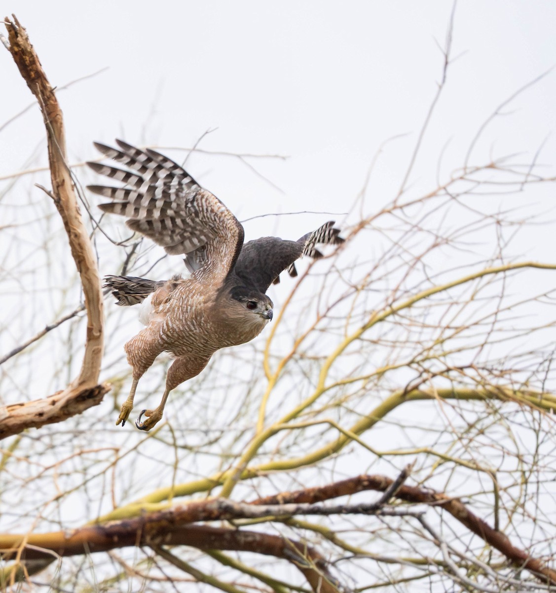 Cooper's Hawk - ML645943289