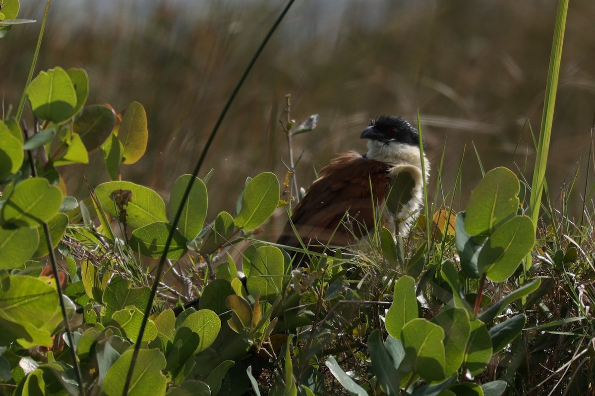 Burchell's Coucal - ML645943291
