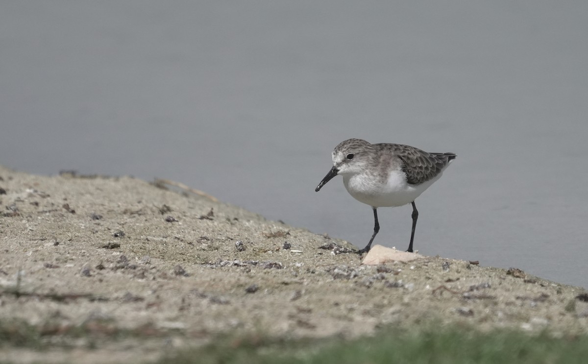 Little Stint - ML645943294