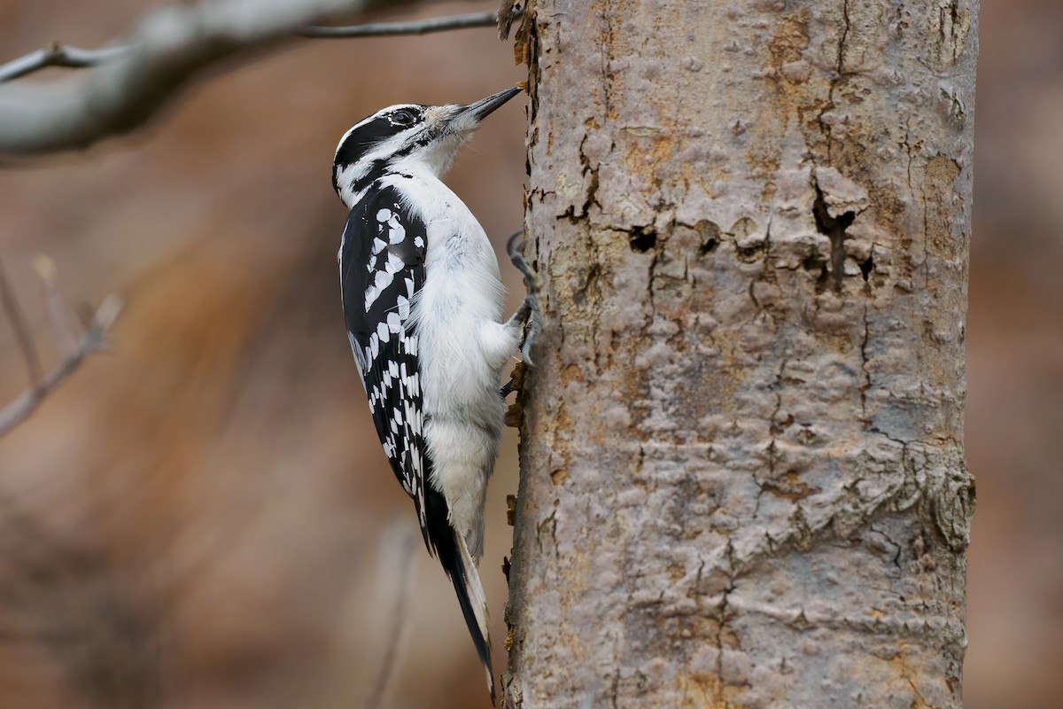 Hairy Woodpecker - ML645943295