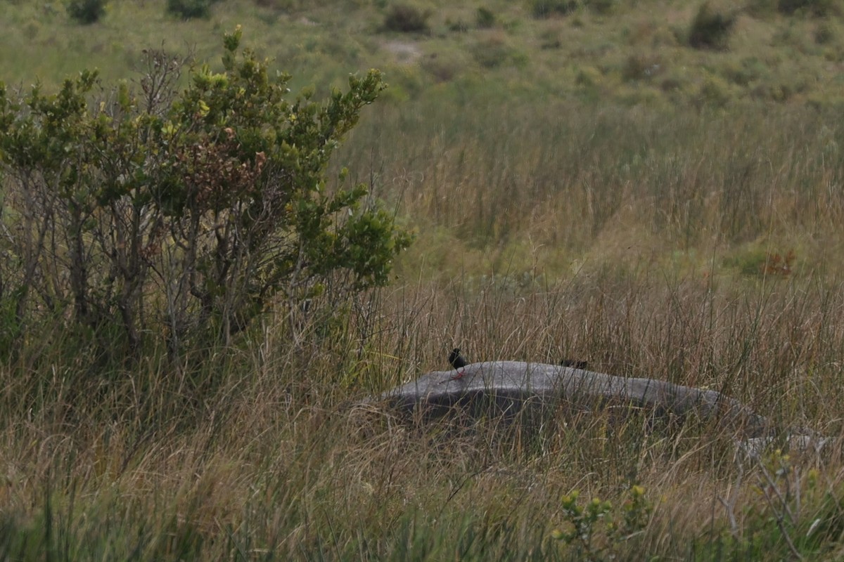 Чёрный погоныш - ML645943299