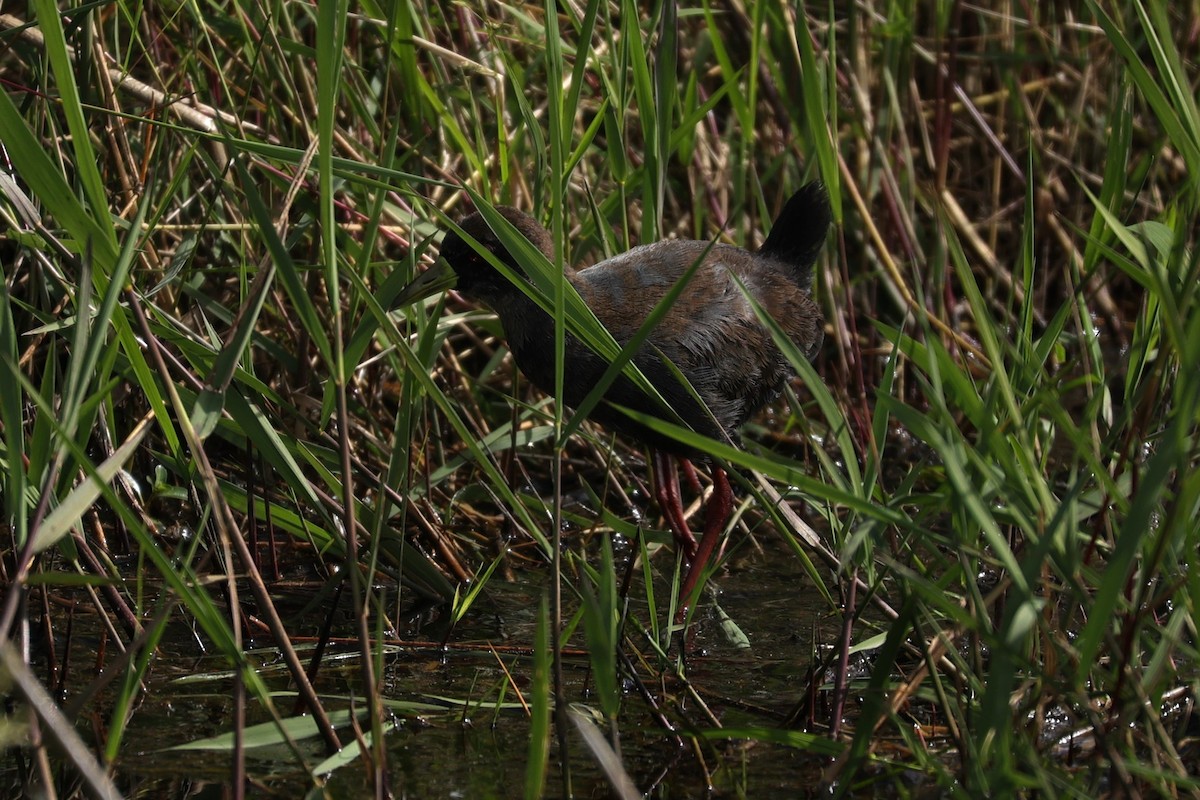 Чёрный погоныш - ML645943300