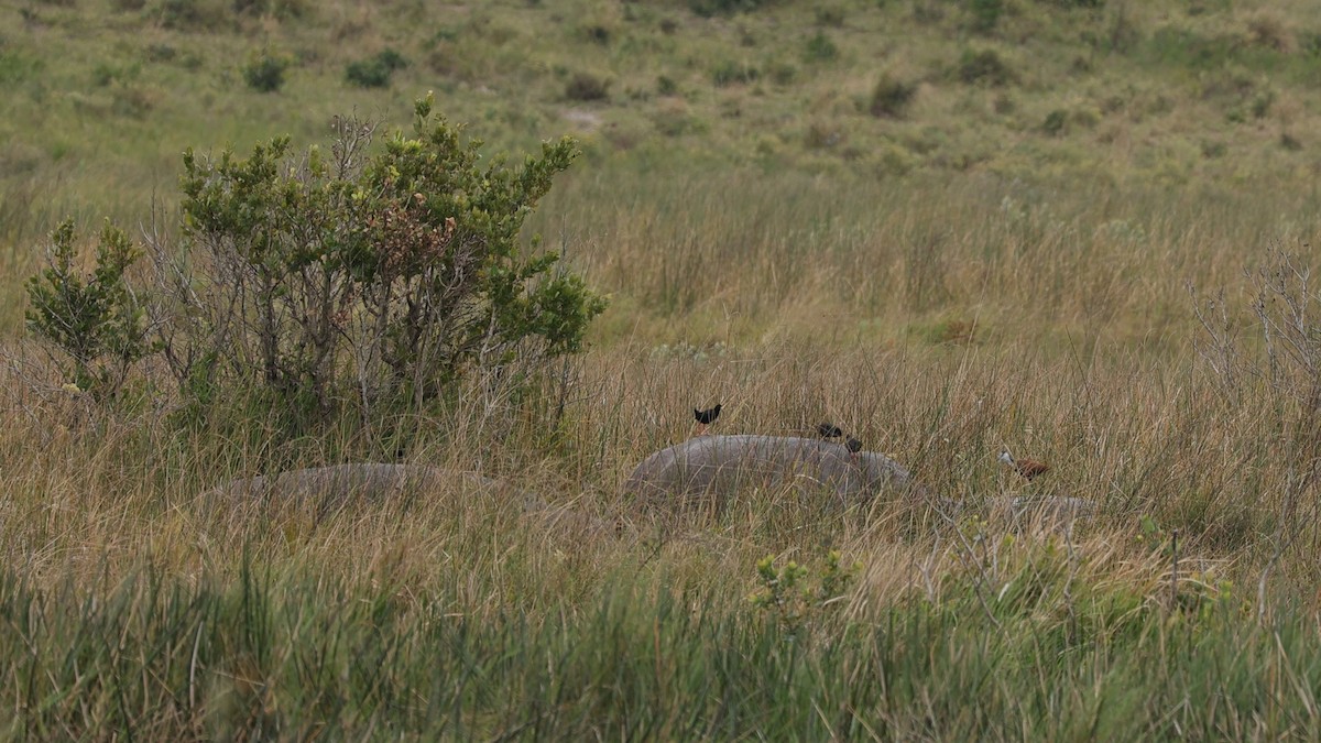 Чёрный погоныш - ML645943301