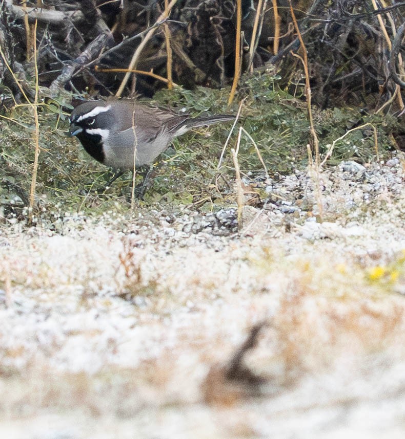 Black-throated Sparrow - ML645943302