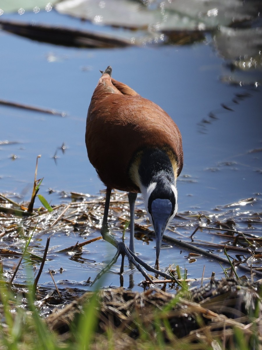 African Jacana - ML645943304